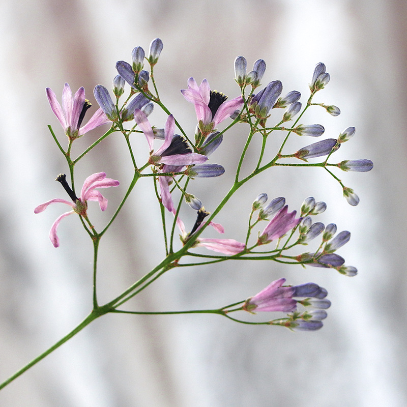 120pcs Pressed Dried Melia aze - Dried Flower Bookmark recensie en prijs
