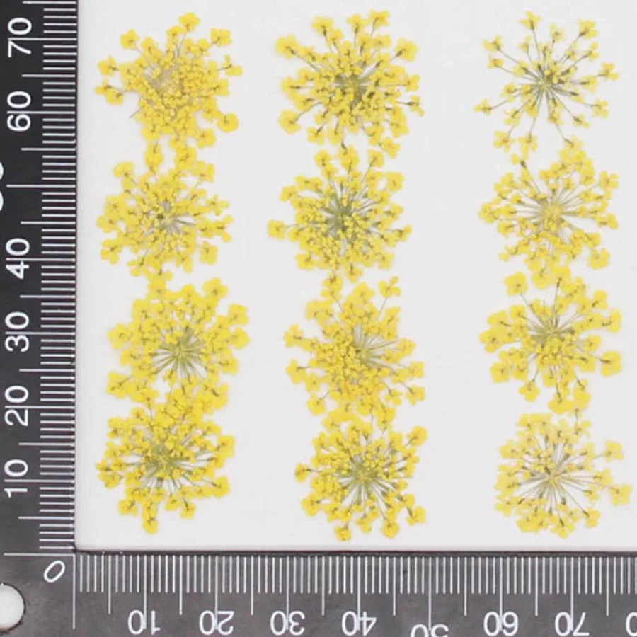 60pcs Pressed Dried 20-25mm Am - Dried Flower Bookmark recensie en prijs