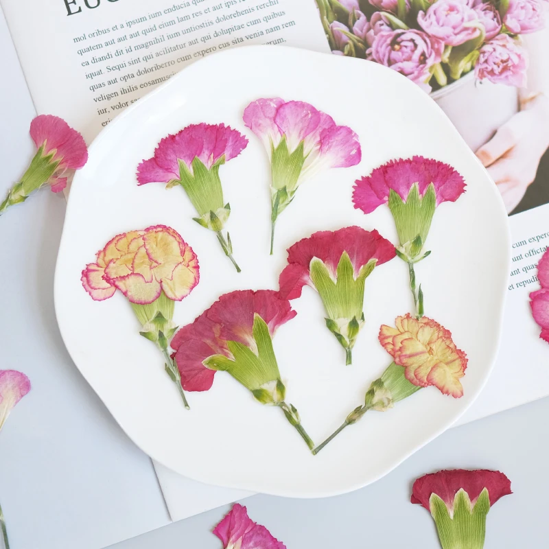 6pcs/4-7cm,Carnation dried flo - Dried Flower Bookmark recensie en prijs