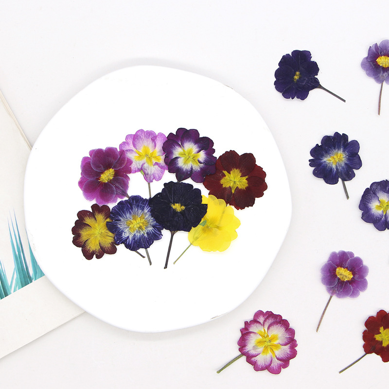 48Pcs European Primrose Teachi - Dried Flower Bookmark recensie en prijs
