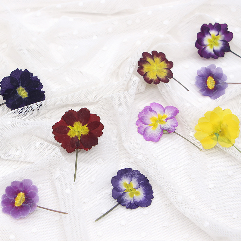 48Pcs European Primrose Teachi - Dried Flower Bookmark recensie en prijs