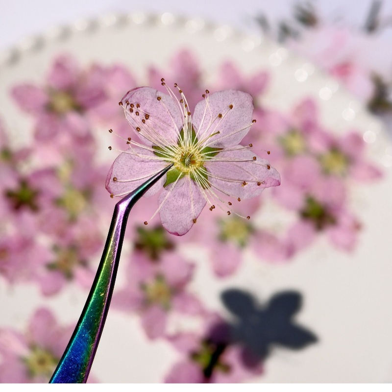 3-4cm./6pcs,Pink Peach Blossom - Dried Flower Bookmark recensie en prijs
