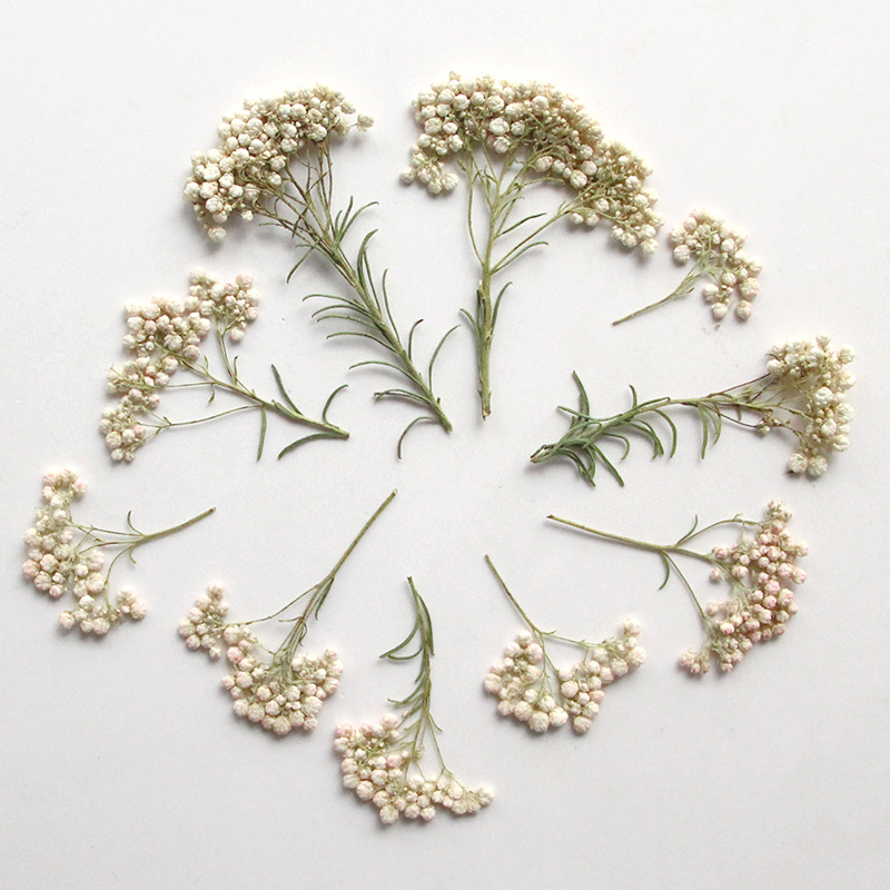 12pcs,Nature Millet flower bra - Dried Flower Bookmark recensie en prijs