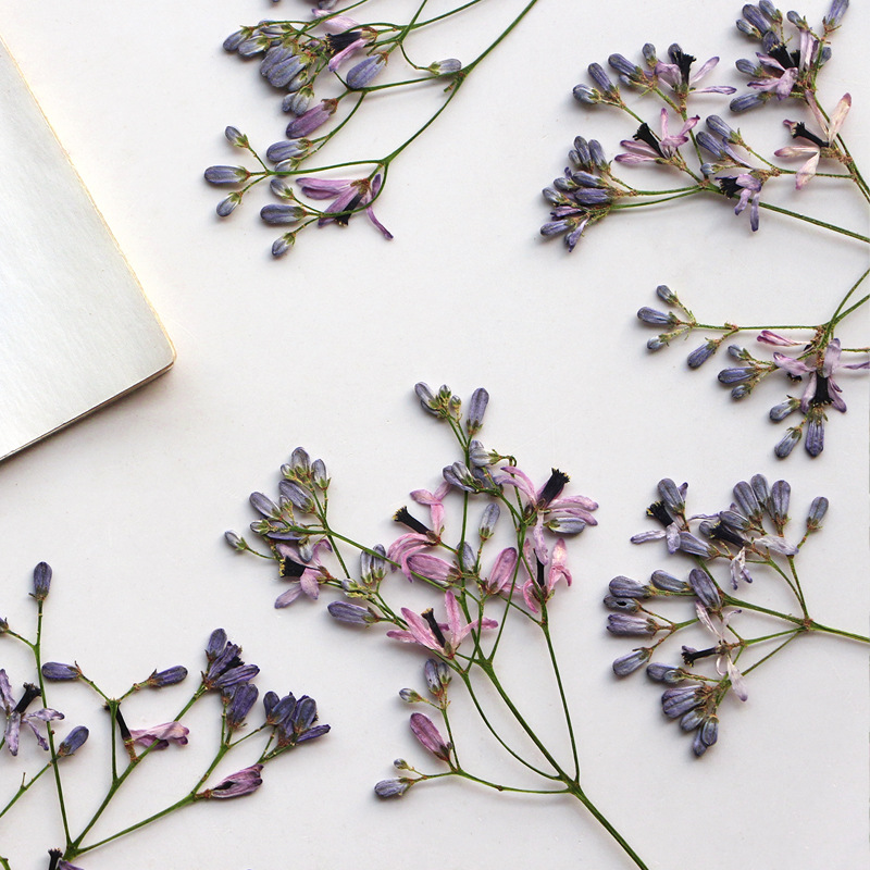 60Pcs Neem Tree Flower Branche - Dried Flower Bookmark recensie en prijs