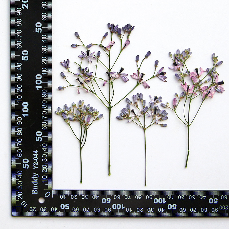 60Pcs Neem Tree Flower Branche - Dried Flower Bookmark recensie en prijs