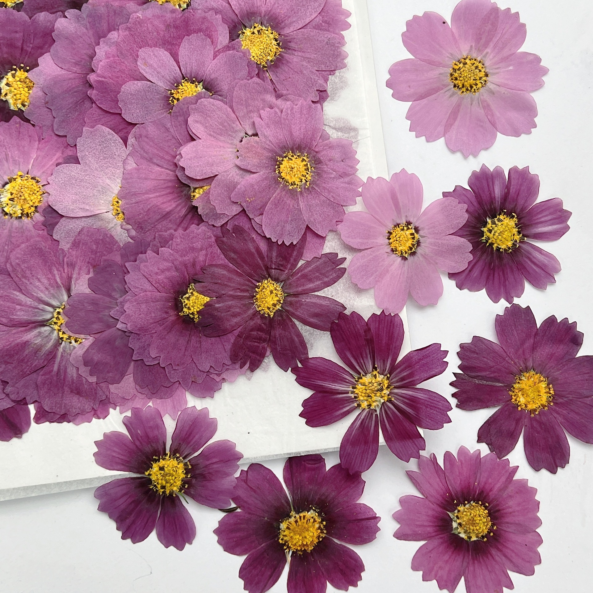100Pcs Cosmos Dried Flower Pre - Dried Flower Bookmark recensie en prijs
