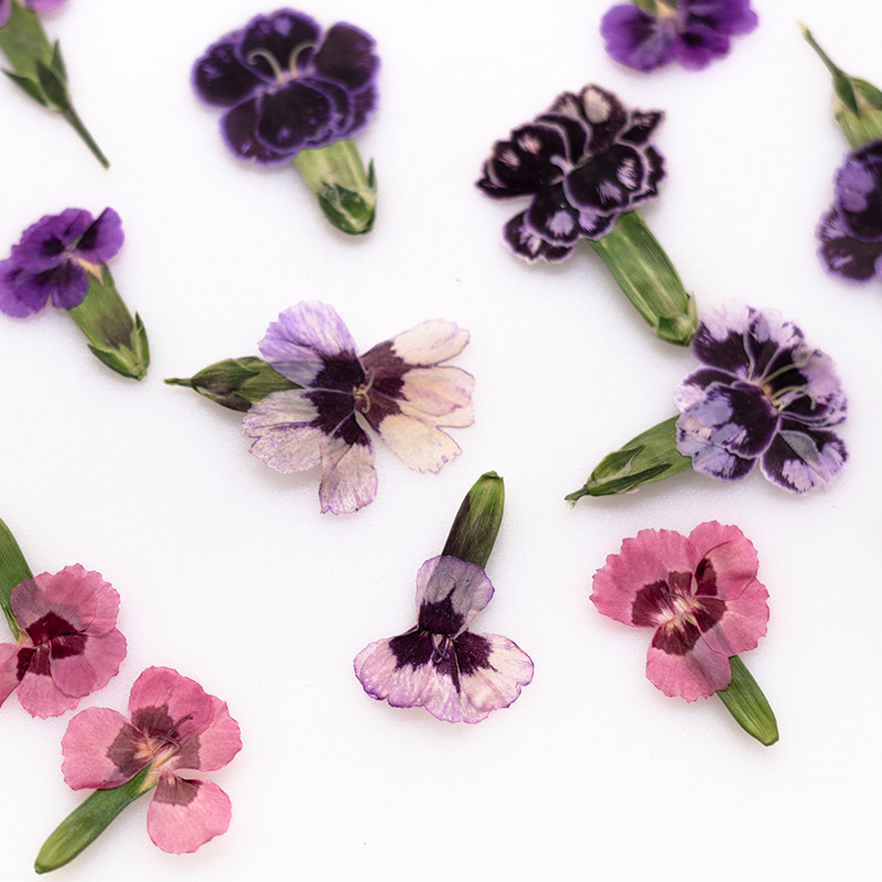 24pcs,Pressed Dried Dianthus F - Dried Flower Bookmark recensie en prijs