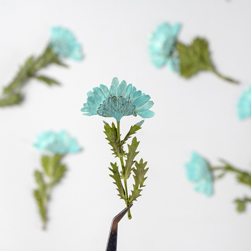 5-8cm/24pcs,Side pressed cryst - Dried Flower Bookmark recensie en prijs